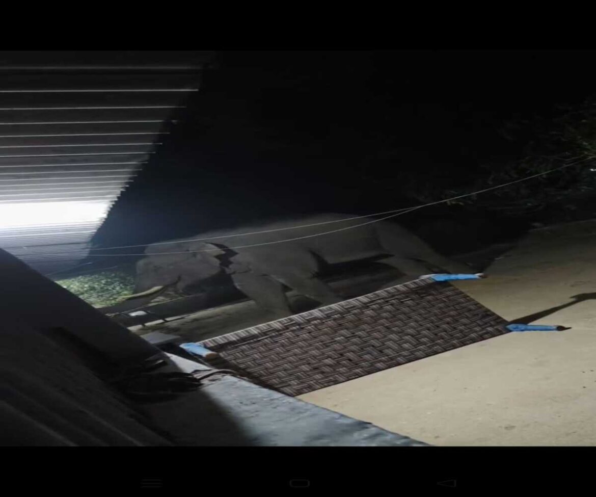 wild elephant chaibasa