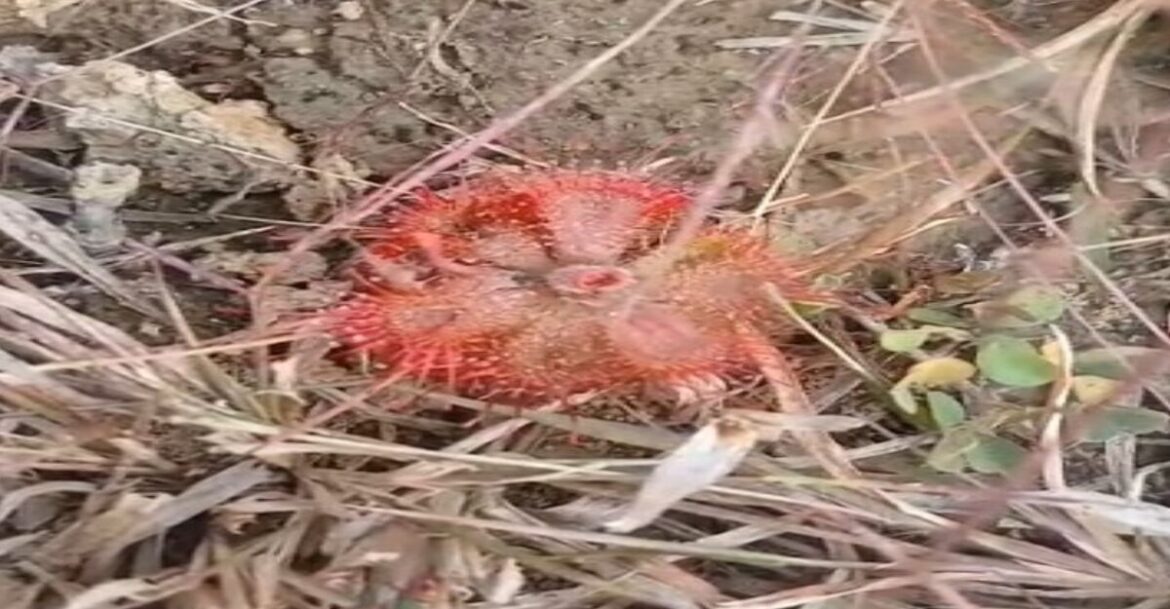 दलमा मांसाहारी पौधे