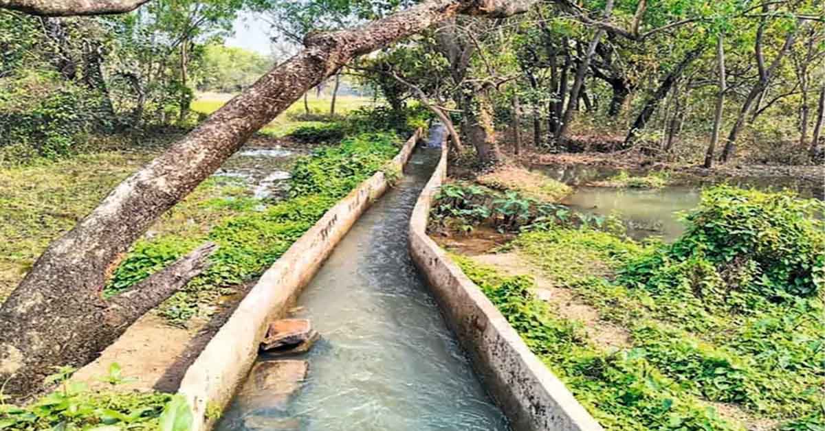 Ghatshila Irrigation Canal Farming Success