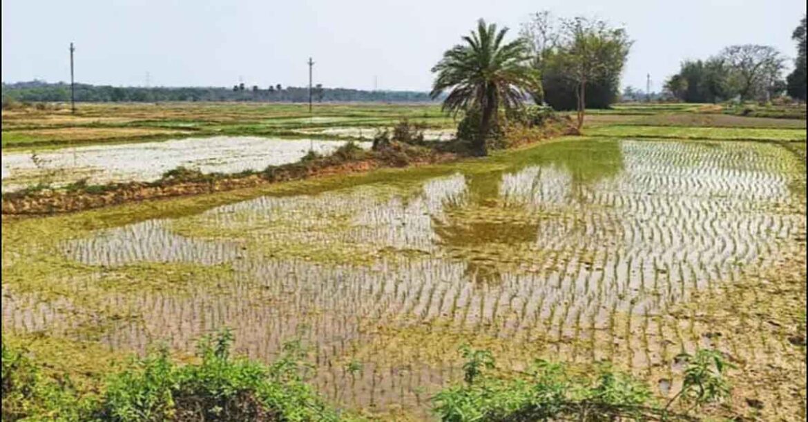 Ghatshila Irrigation Canal Farming Success