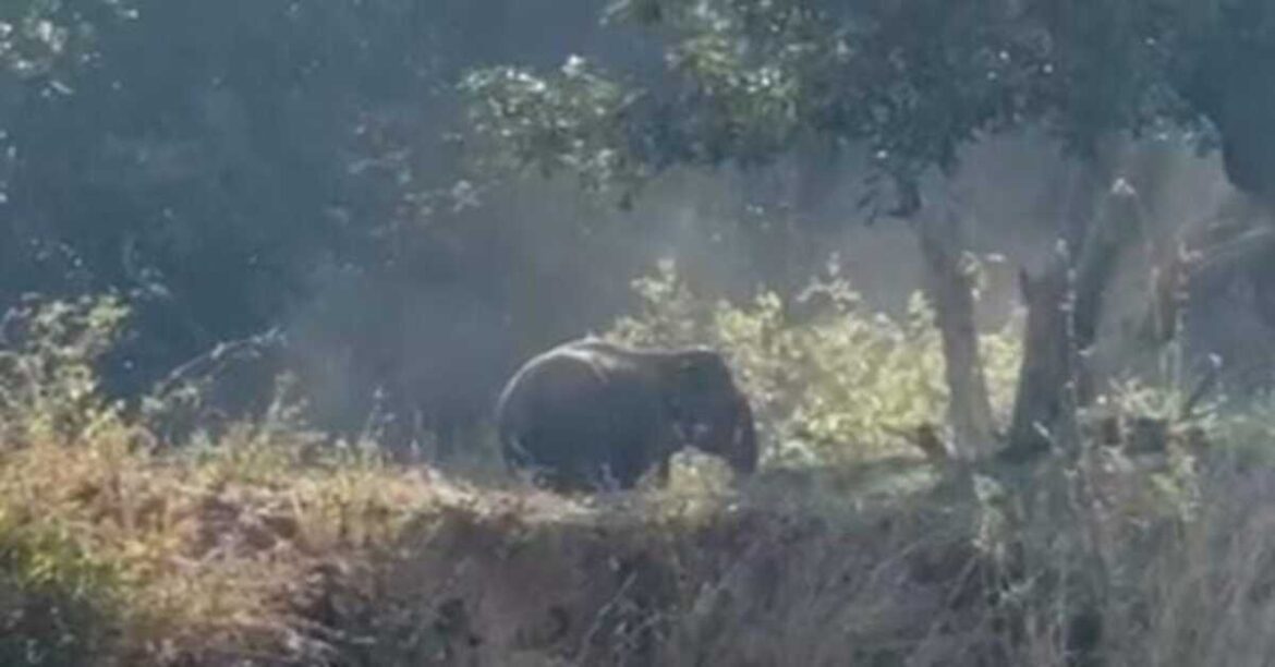 रांची में तीन दिन पहले हटिया में दिखा जंगली हाथी अब रातू क्षेत्र में नजर आया। वन विभाग अलर्ट, लोगों से सतर्क रहने की अपील।