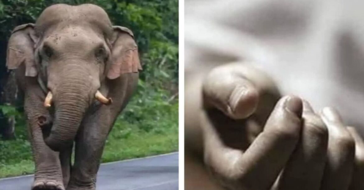 Koderma Elephant Attack