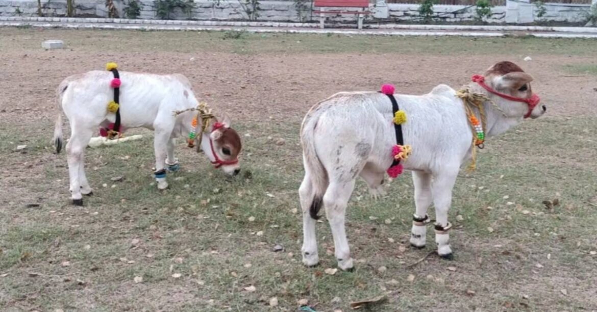 Mini Punganur Cow in Jamshedpur Gauri
