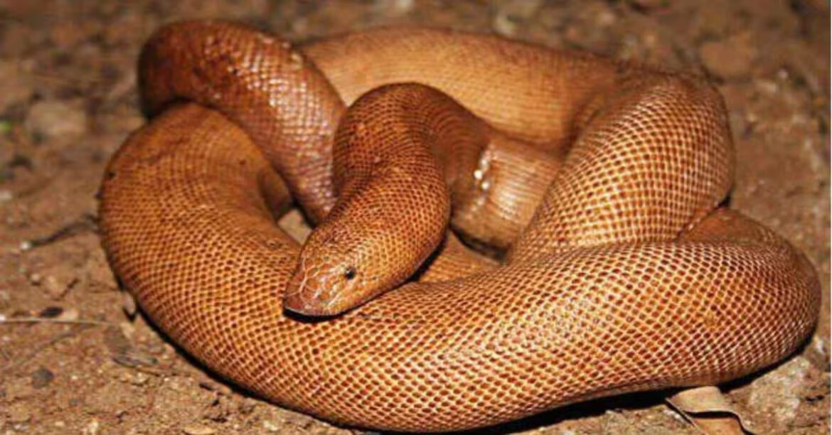 RED SAND BOA