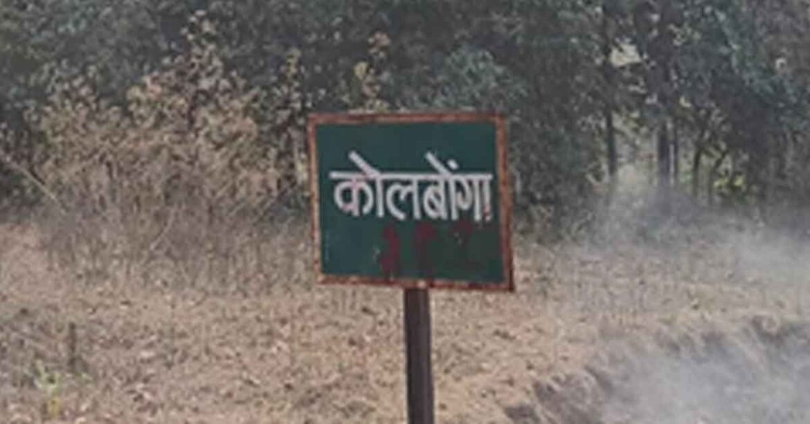 Saranda Jungle Encounter