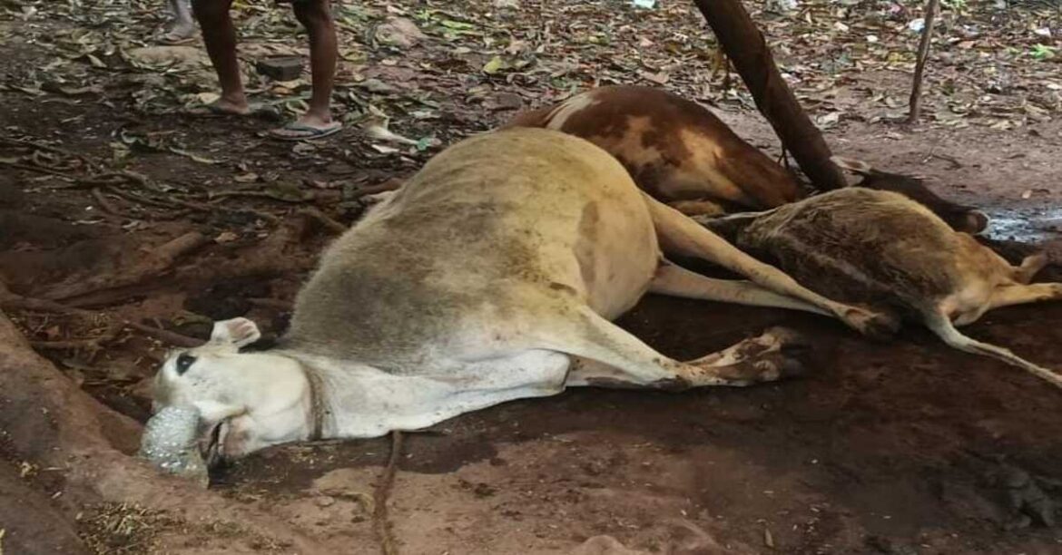 Three cattle killed by lightning strike in West Singhbhum, Jharkhand