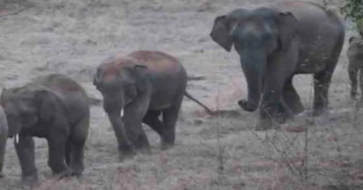 गुमला में हाथी ने घर की दीवार गिराई, मलबे में दबकर चार माह की बच्ची की मौत, गांव में शोक और दहशत का माहौल