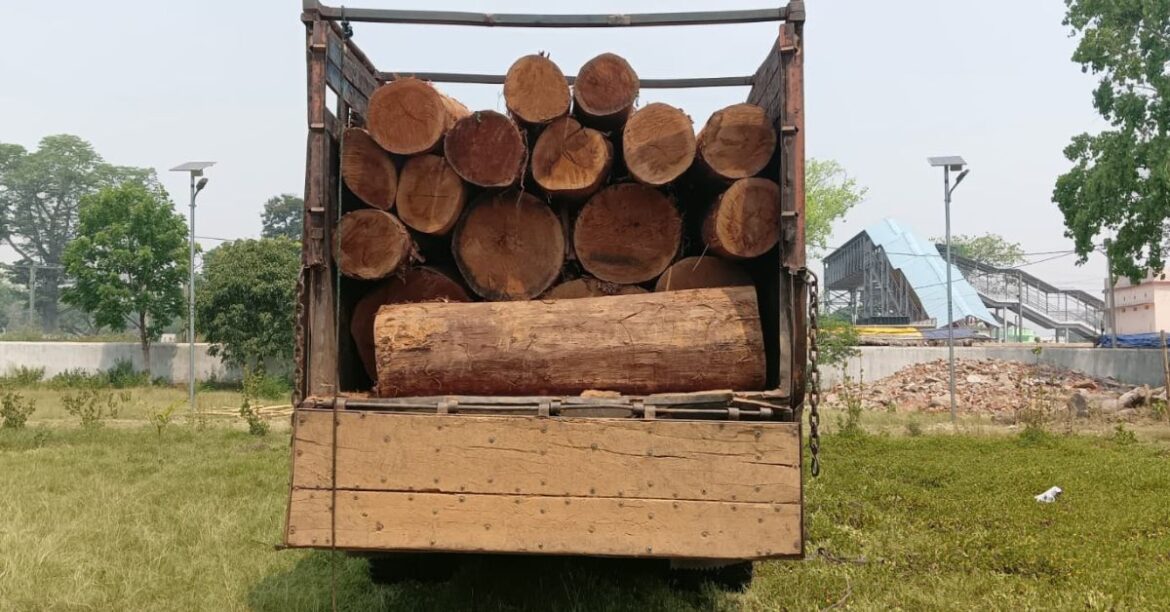 Goilkera Forest Action