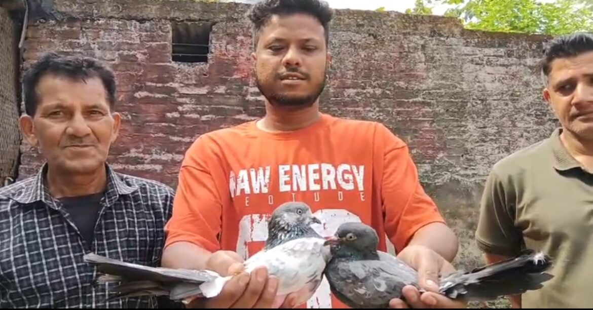 jamshedpur kabooterbaji