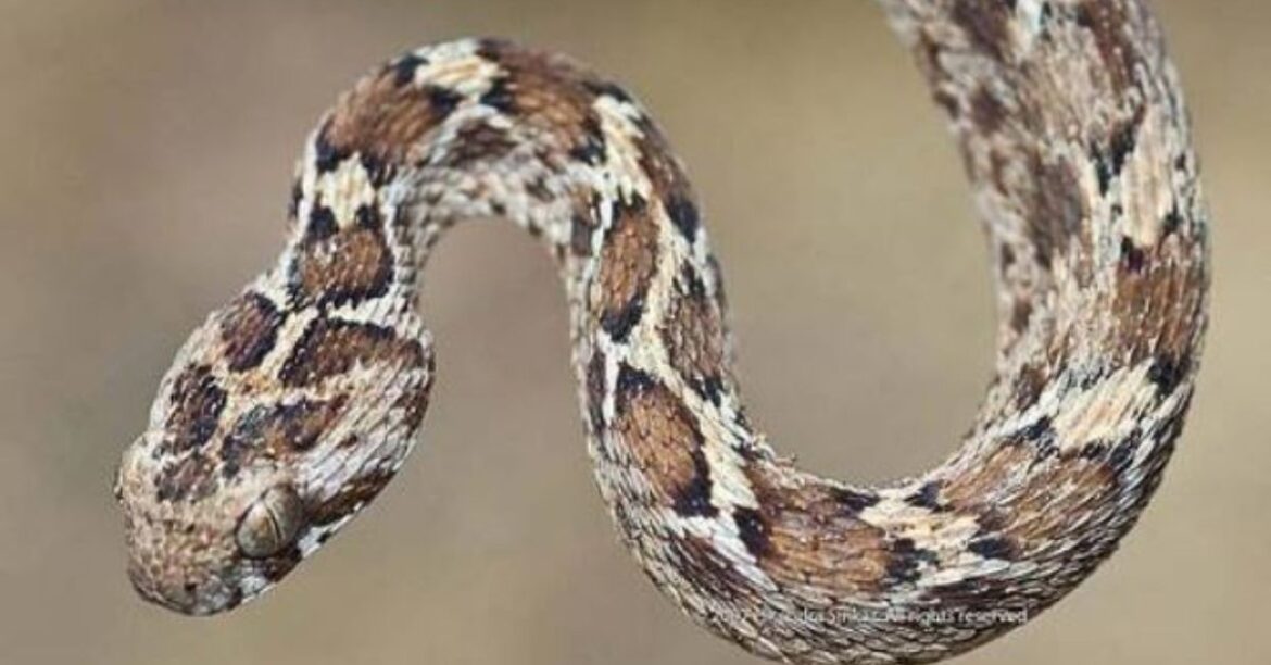 Chaibasa Hindi News