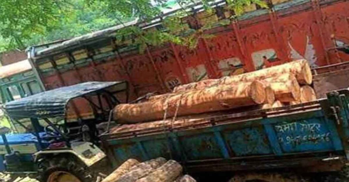 Chaibasa illegal sal wood seizure