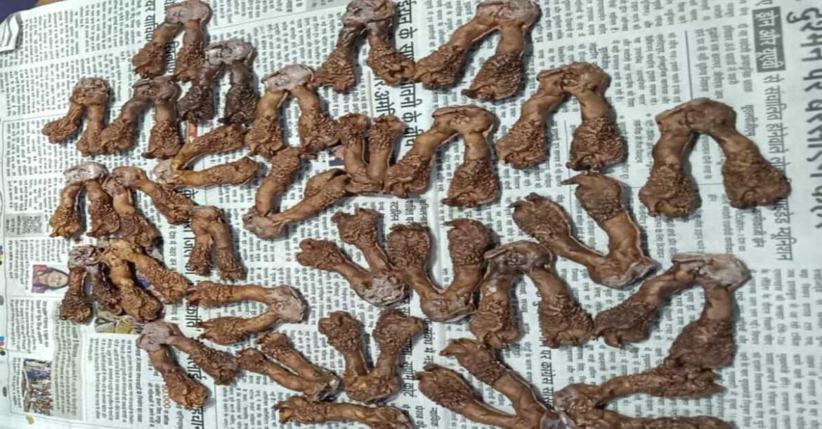 RANCHI NEWS: रांची में मॉनिटर लिजर्ड अंग तस्करी का खुलासा, तीन गिरफ्तार