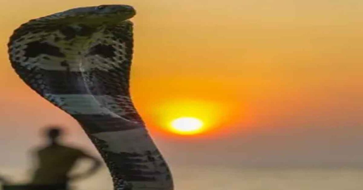 Ranchi Census Worker Snake Bite