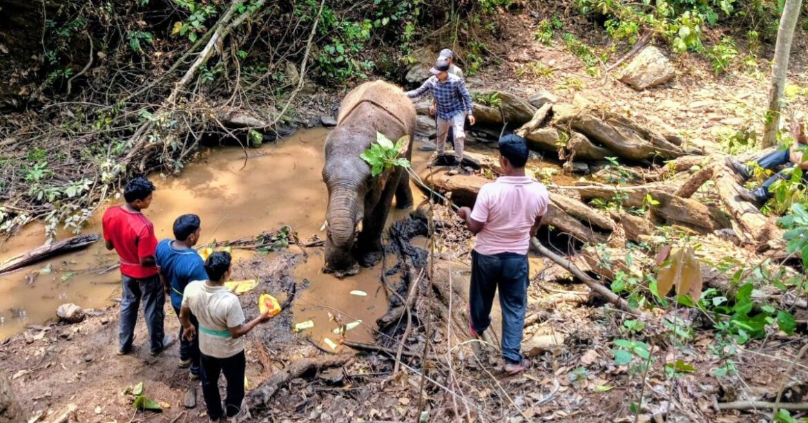 Saranda Elephant Death