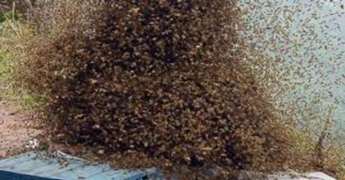 Manoharpur Bee Attack CRPF Camp West Singhbhum