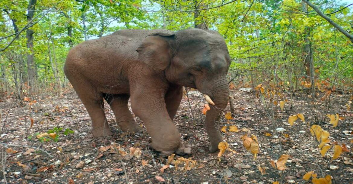 Saranda Injured Elephant IED Blast Treatment