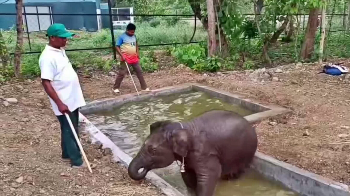dalma elephant news