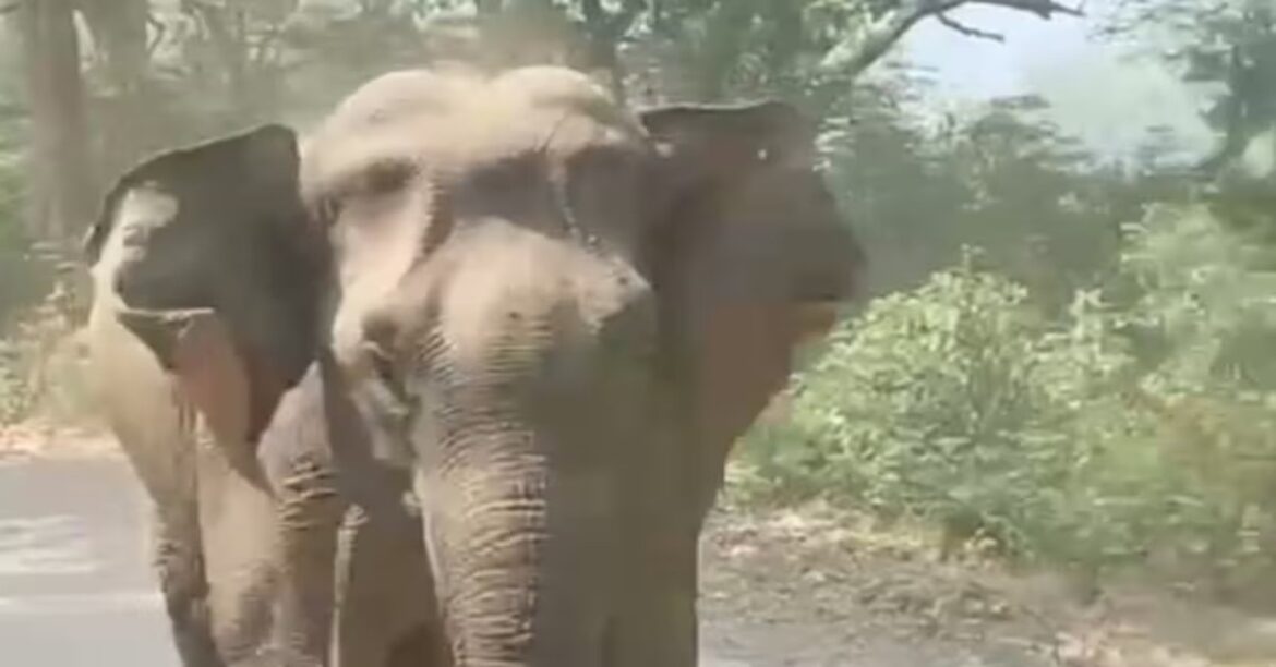elephant