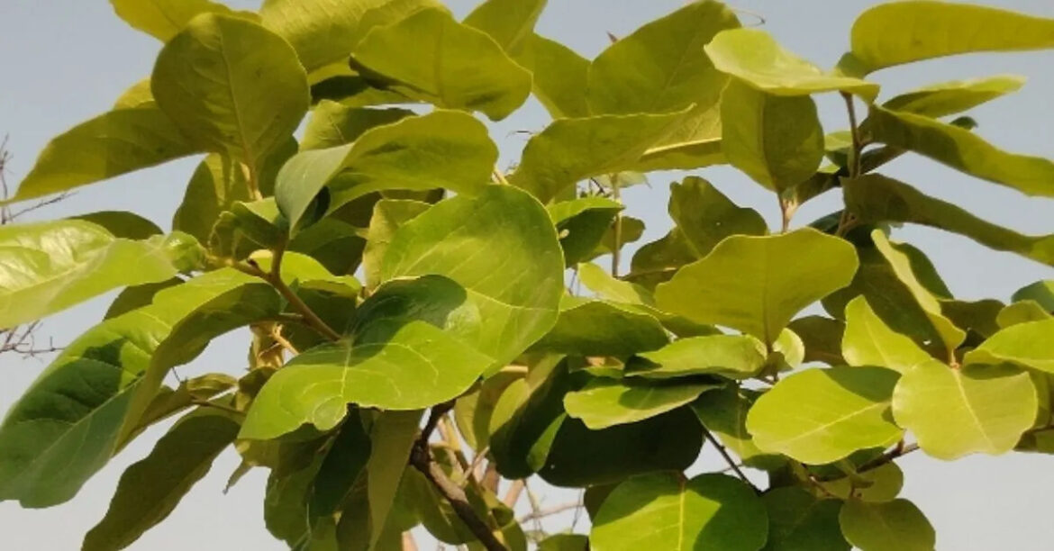 Tendu Leaf Workers Wage Increased in West Singhbhum
