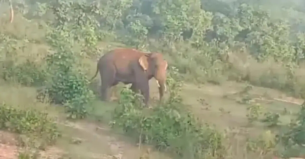 seraikela elephant vandalizing