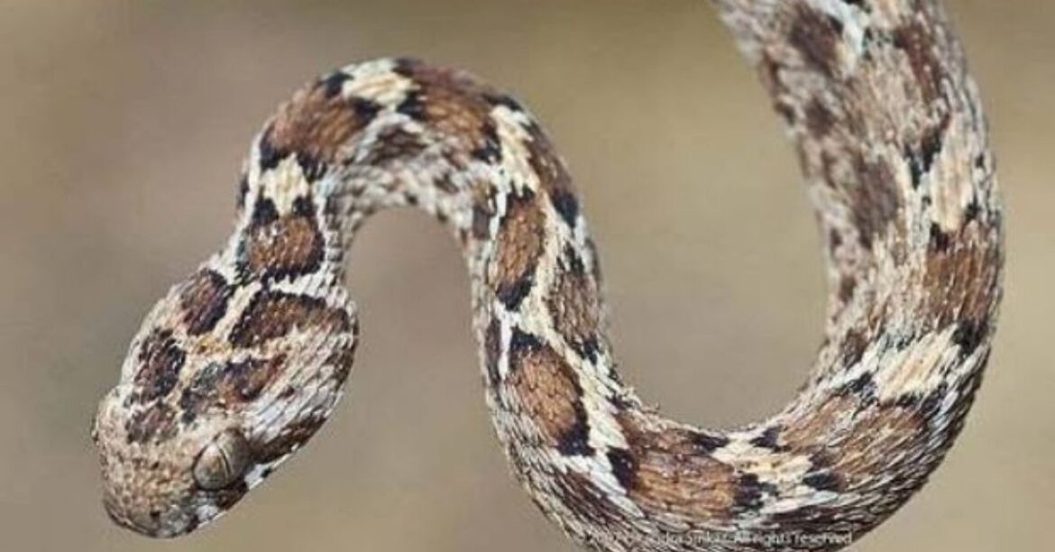 Chaibasa Snake Bite Death