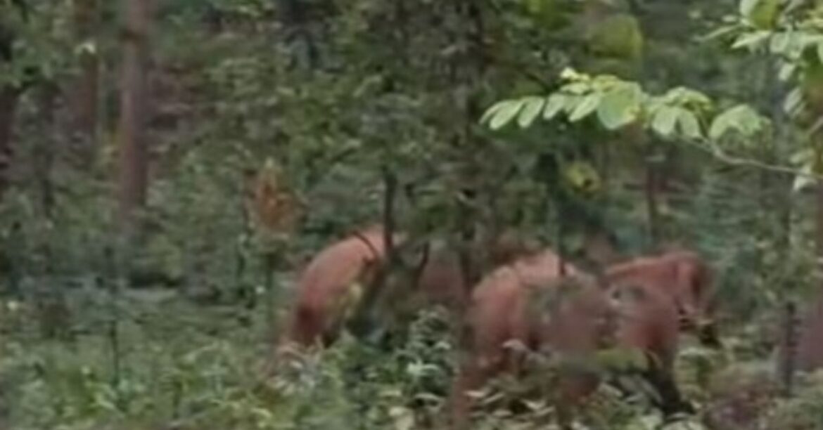 Elephant Herd in Barajamda