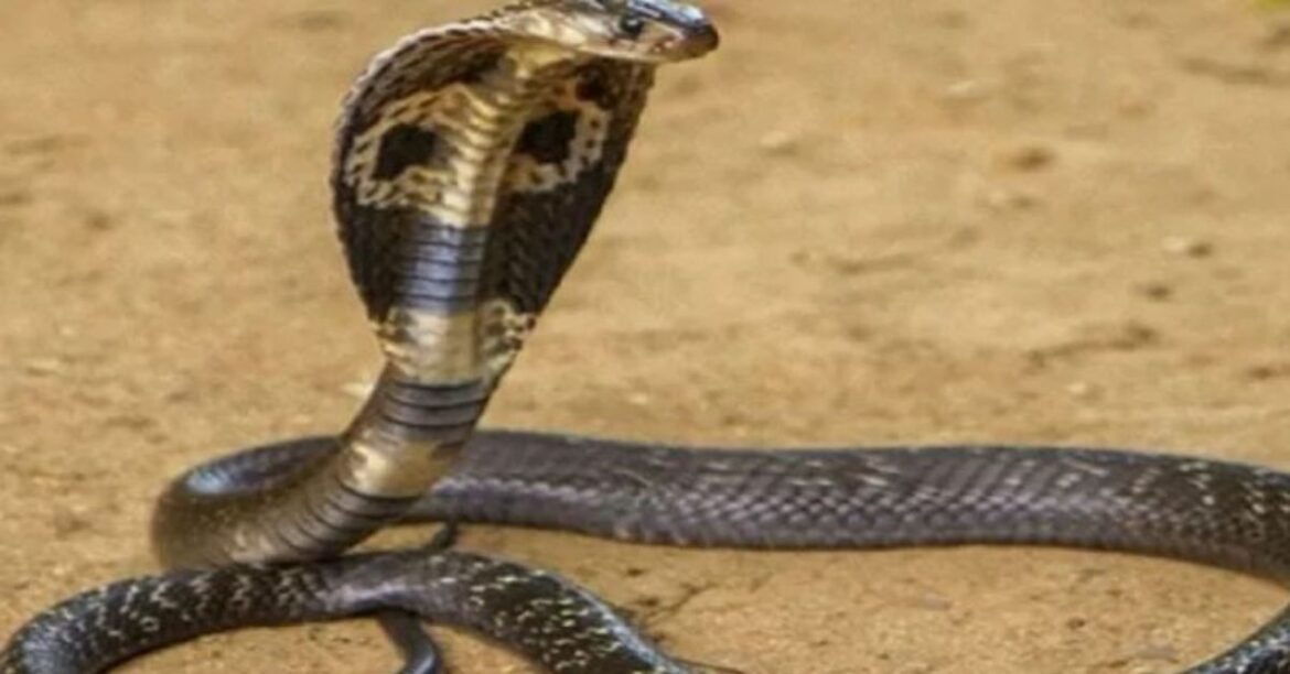Gumla Snake Bite