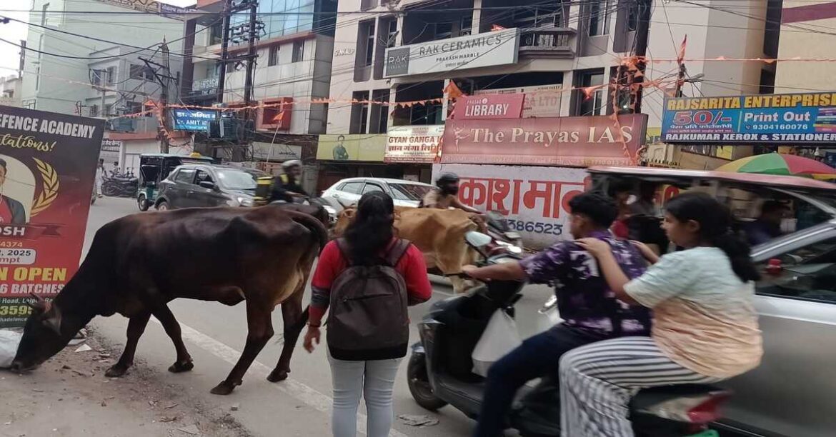 रांची की सड़कों पर आवारा जानवर