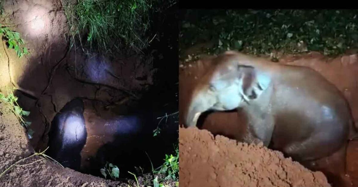 Jharkhand Elephant Rescue