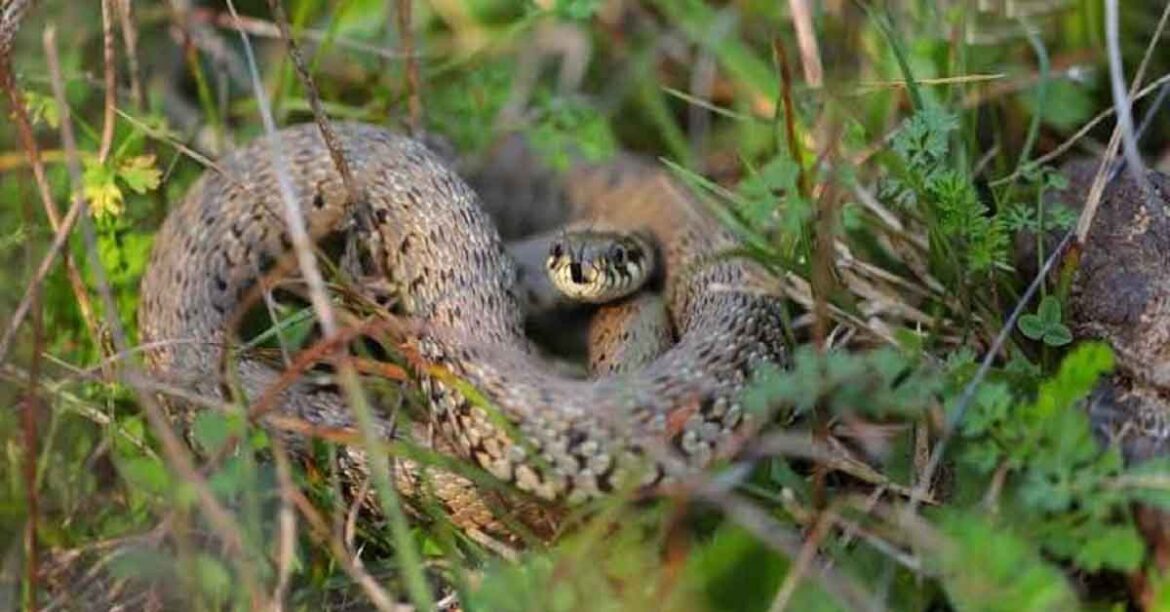 khunti-news-snake-bite