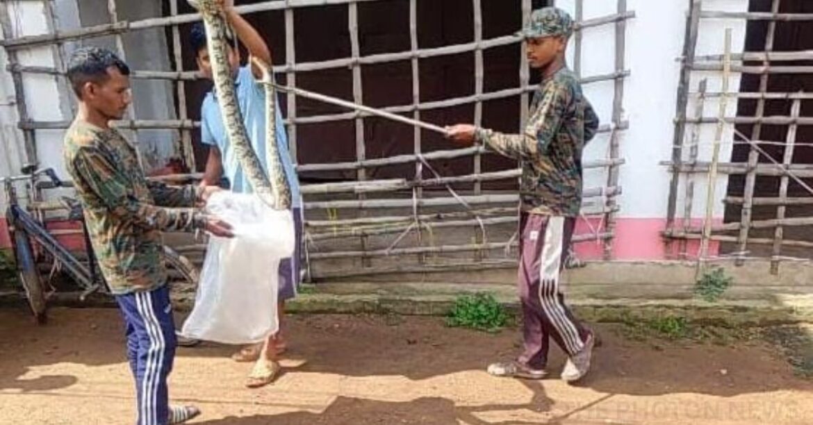 Ghatshila Python Rescue