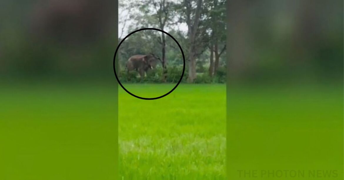 chandil Elephant Newes