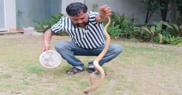 cobra rescue in MS Dhoni Ranchi Farm House