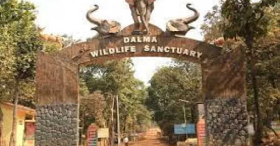 Retirement and extension rules affect Mango and Dalma forest rangers