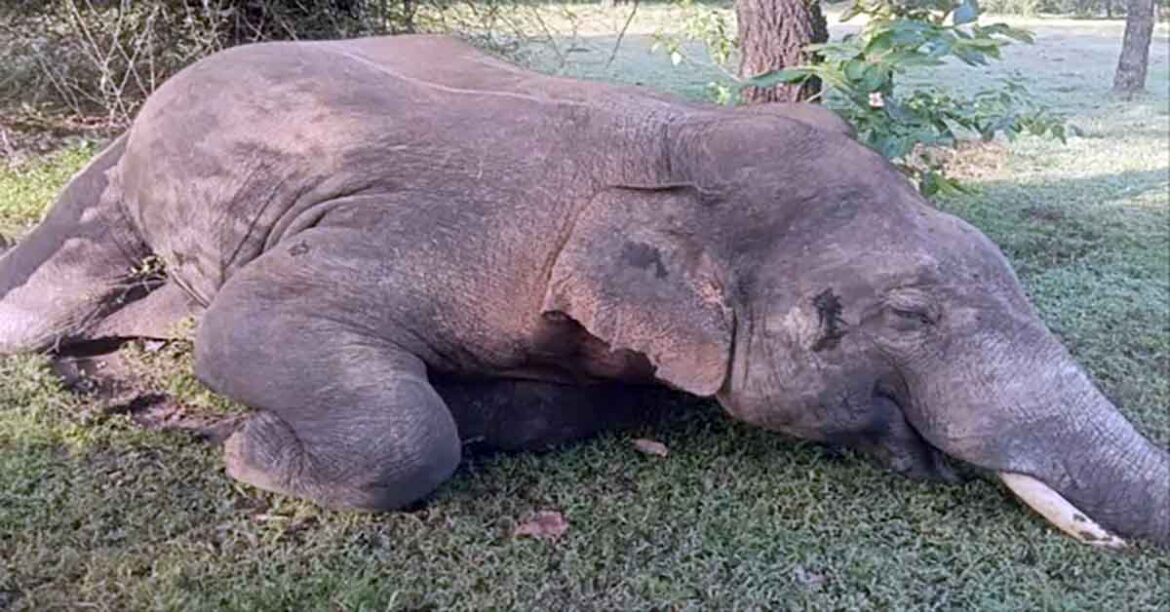 Wild elephant carcass found in Garhwa